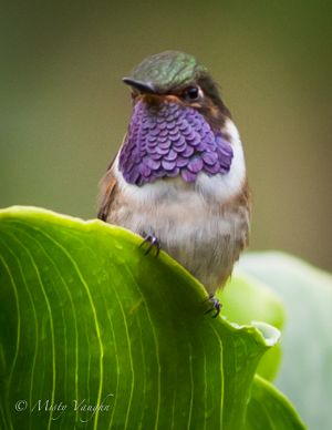 c3-Hummingbird.Volcano 4N1J2164.jpg